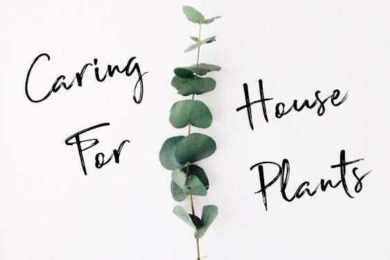 Caring For Your House Plants